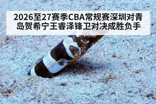 2026至27赛季CBA常规赛深圳对青岛贺希宁王睿泽锋卫对决成胜负手